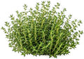 German Winter Thyme Seeds for Planting – Cold Hardy Perennial Herb Seeds, Non-GMO Heirloom Culinary Thyme for Gardens, Containers, Raised Beds & Kitchen Herbs, Great Fresh or Dried by SUNUTRISEEDS