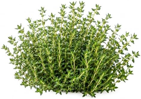 German Winter Thyme Seeds for Planting – Cold Hardy Perennial Herb Seeds, Non-GMO Heirloom Culinary Thyme for Gardens, Containers, Raised Beds & Kitchen Herbs, Great Fresh or Dried by SUNUTRISEEDS