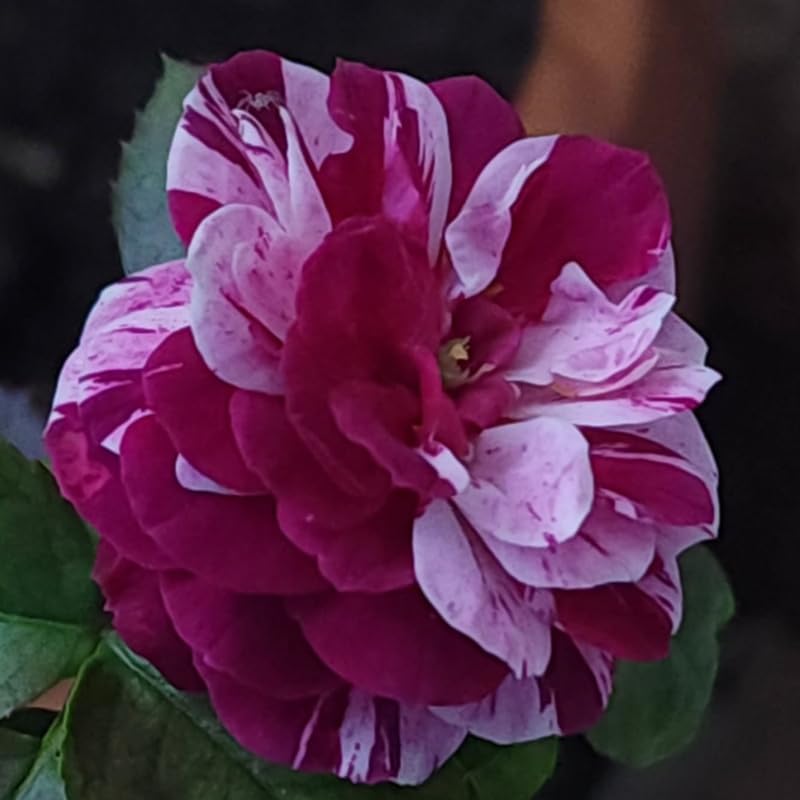 Purple-White Climbing Rose Live Plant, Ornamental Rose, 5-9 Inch Tall - Image 5