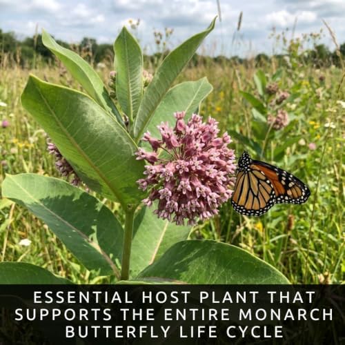 Common Milkweed Seeds for Planting | Monarch Butterfly Flower | 100 Seeds - Image 3