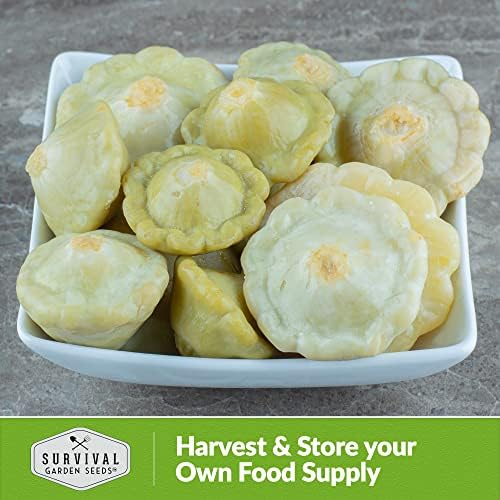 White Scallop Patty Pan Squash Seeds for Planting (2 Packs) - Image 5