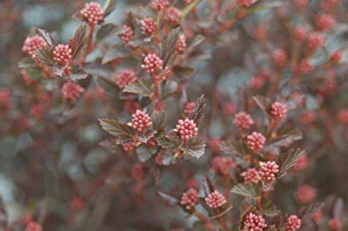 First Editions - Physocarpus op. Little Devil (Ninebark) Shrub, burgundy foliage, #3 - Size Container - Image 4
