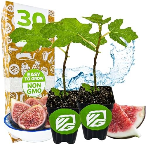 Black Mission Fig Tree Live Plant - Ficus carica - Wellspring Gardens Starter Plant (2-Pack) by WellspringGardens