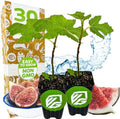 Black Mission Fig Tree Live Plant - Ficus carica - Wellspring Gardens Starter Plant (2-Pack) by WellspringGardens