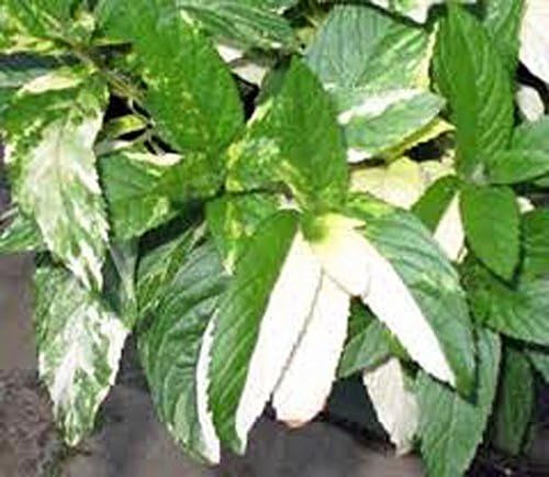Herb Seed Garden Collection 6, Heirloom, Non GMO, Seeds, 6 Top Seeds Types, Country Creek Acres - Image 5