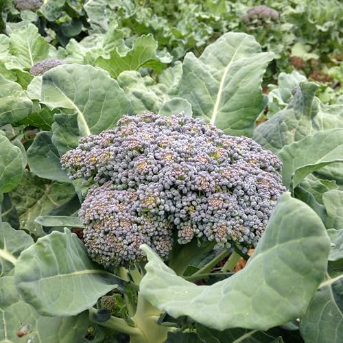 Organic Di Cicco Broccoli Seeds for Planting: 150 Count - Image 2