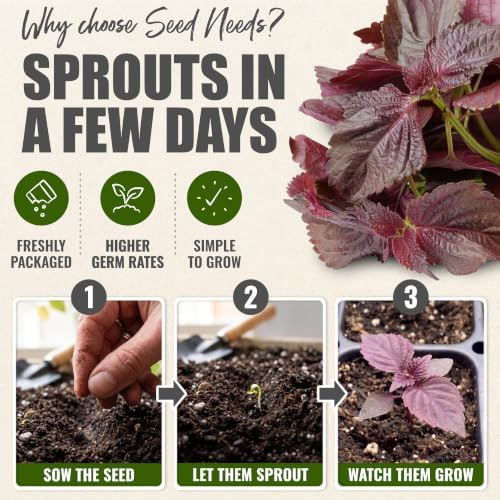 Seed Needs Red Shiso Seeds to Plant an Herb Garden - 5 Packs - Image 5