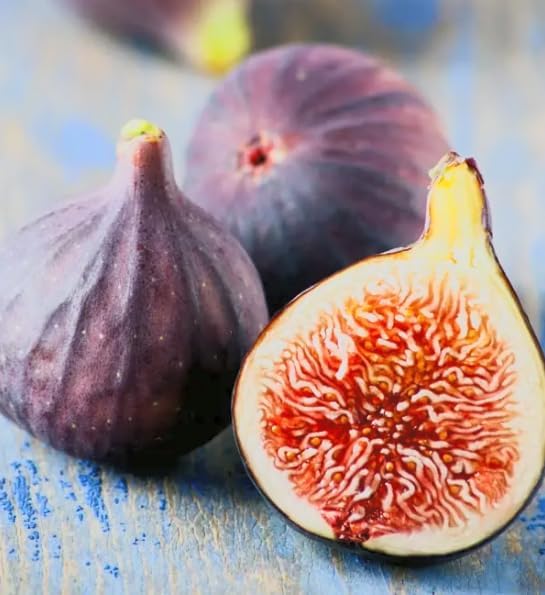Little Miss Figgy Fig Tree Live Plant – Ficus carica ‘Little Miss Figgy’ – Dwarf Hardy Fig – Sweet Fruit – Compact Patio Fig – 2.5 Inch Pot - Image 7