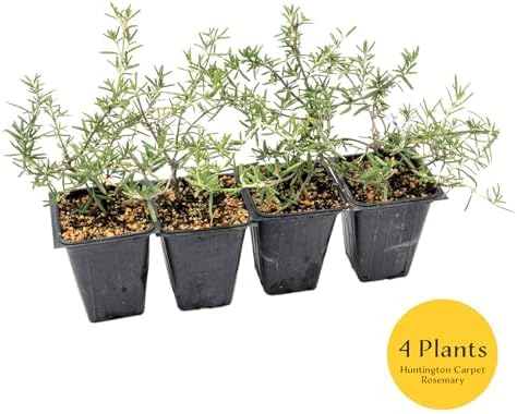 4 Huntington Carpet Rosemary in 3.5" Nursery Cubes | Rosmarinus officinalis ‘Huntington' | Low-Growing Evergreen Herb for Groundcover, Gardens & Containers - Image 3