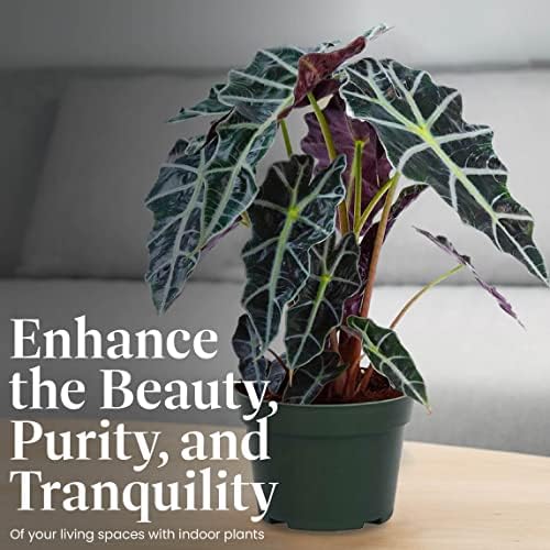 American Plant Exchange Alocasia Polly African Mask – 6-Inch with Pot – Live Easy Care Tropical Houseplant, Air Purifying Foliage for Home, Office, or Indoor Garden Decor - Image 5