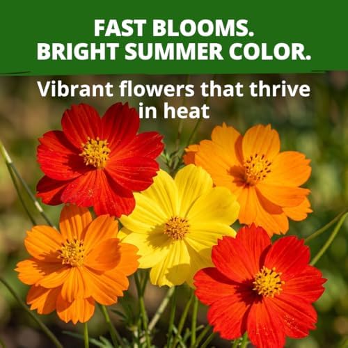 HOME GROWN Cosmos Bright Lights Mix 400 Flower Seeds Cosmos sulphureus - Image 2