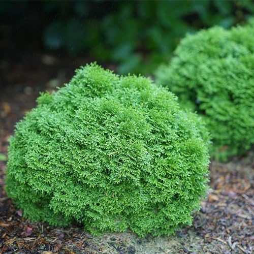 Proven Winners 2 Gal. Tater Tot Arborvitae Shrub - Image 4