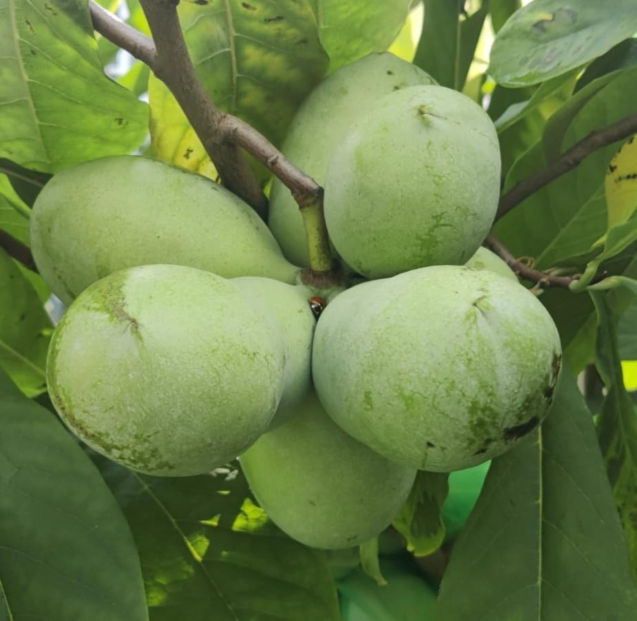 American Paw Paw Tree Live Plant Asimina Triloba Plant Sweet Pawpaw Hardy Banana Tree Ornamental Fruit, 6-14 Inc Tall Qt Pot, 1 Year Old Plant - Image 5