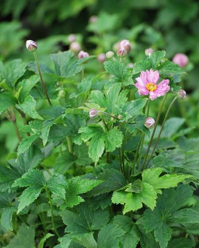 Perennial Farm Anemone x Hybrida Fantasy™ 'Pocahontas' – Live Windflower in #1 Container, Semi-Double Pink Blooms, Compact, Long Blooming, Deer Resistant, Ideal for Borders & Pollinator Gardens - Image 2