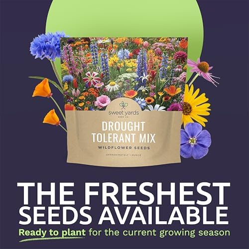 Drought Tolerant Wildflowers Mix – Extra Large Packet – Over 7,500 Open Pollinated Non-GMO Seeds – 21 Different Dryland Species (Pack of 3) - Image 2