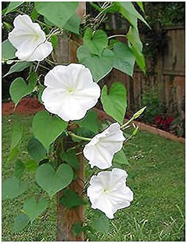 White Moonflower Vine Seeds - Climbing Vine Up to 15 Feet - Fragrant by MardeRossCompany