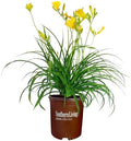 Southern Living 1 Gal. Stella Daylily Plant by Unknown