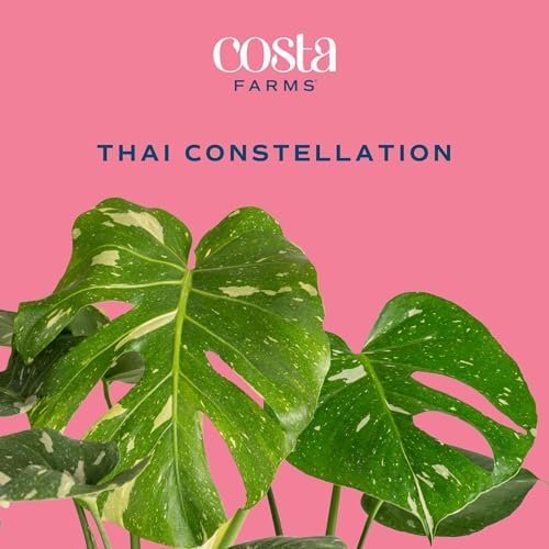 Costa Farms Thai Constellation Monstera, Live Indoor Plant, Tropical Plant - Image 3