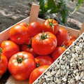 Homestead Tomato 100-6400 Seeds Heirloom Survival Huge Heavy Producer! Classic Slicing (800) by BmoreSpicy