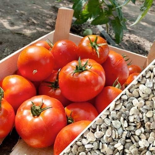Homestead Tomato 100-6400 Seeds Heirloom Survival Huge Heavy Producer! Classic Slicing (200) by BmoreSpicy