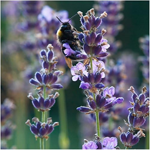 Seed Needs Vera Lavender Seeds to Plant an Herb Garden - 1 Pack - Image 2