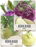 Seed Needs Kohlrabi Seeds Variety Pack of 2 Non-GMO & Heirloom Vegetables by SeedNeeds