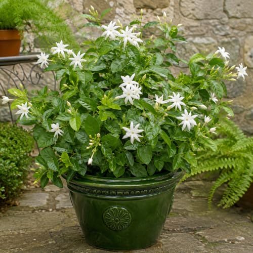 Belle of India Jasmine Plant Live | 4-8 Inch Tall | Fragrant White-Blooming Jasmine | Easy to Grow Live Jasmine Plant for Indoor Home Décor - Image 6
