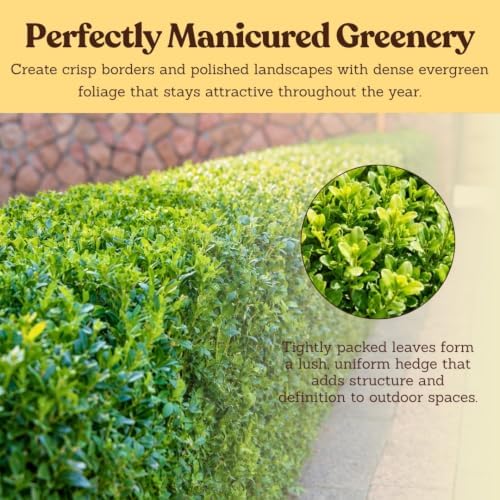 Boxwood Bonsai Tree Live, Buxus Evergreen Starter Plant, 1-Gallon - Image 6