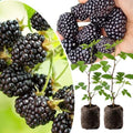 2 Ouachita BlackBerry Live Plants, Outdoor Berry Plant, 4-8 Inch Tall by UIOTER