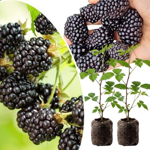 2 Ouachita BlackBerry Live Plants, Outdoor Berry Plant, 4-8 Inch Tall by UIOTER