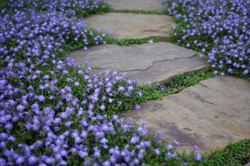 Perennial Farm Marketplace Mazus reptans (Creeping Blue) Live Groundcover, Size- 1 Quart, Bright Bluish Colored Flowers, Zones 5-8 - Image 6