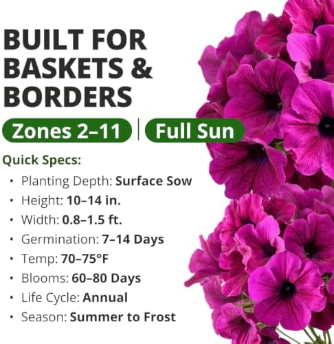 HOME GROWN Wild Petunia Seeds for Planting, 6,000 Seeds, Petunia violacea - Image 3