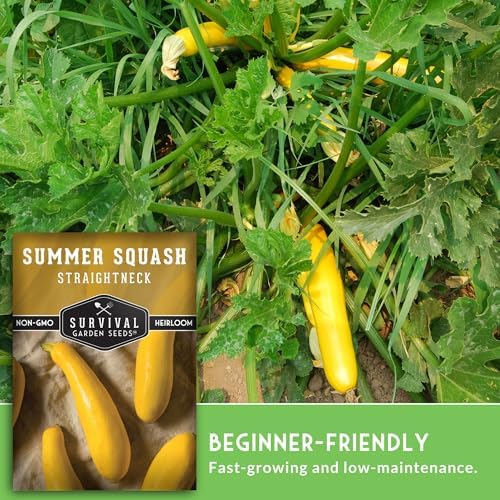 Yellow Straightneck Squash Seeds for Planting (3 Packs) - Image 4