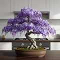 1 Weeping Wisteria Bonsai Tree Seedling for Planting - 1 Year Old Well Rooted Seedling - Starter for Bonsai Training or Outdoor Planting – Deciduous Flowering Vine Tree by CZGrain