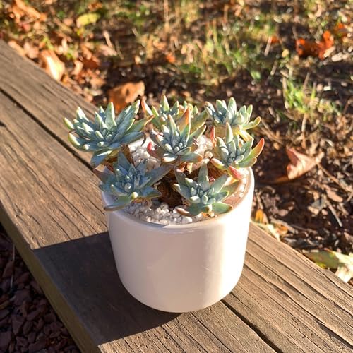 Dudleya Gnoma S.W.McCabe Rare Live Succulent, Multi-Head Pink Rosette Succulent, Over 5 Heads, 5-6 Inch Bare Root Live Plant, No Pot Soil, Easy Care Indoor Houseplant, Outdoor Plant for Decor - Image 6