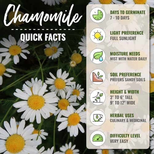 Seed Needs Roman Chamomile Seeds to Plant an Herb Garden - 5 Packs - Image 4