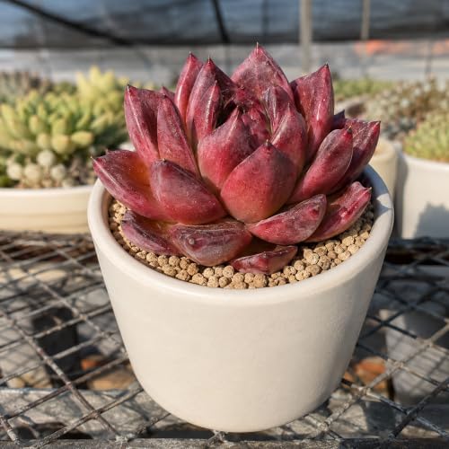 Echeveria 'Daredevil' Live Succulent Plant 3-3.5 Inch, Rare Rosette Succulent Bare Root No Pot, Easy to Grow Decorative Plant for Indoor Planters, Patio Displays, Botanical Collections - Image 3