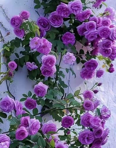 100PCS Purple Climbing Rose Seeds Rare Non-GMO Heirloom Seeds - Image 2