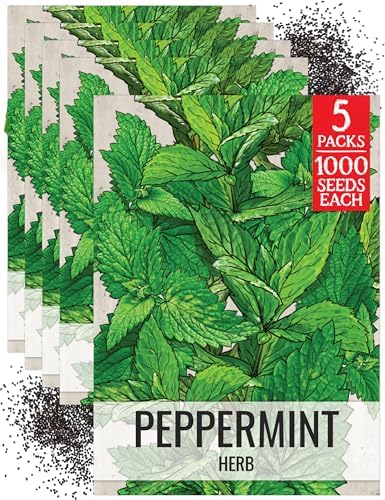 Seed Needs Peppermint Seeds to Plant an Herb Garden - 5 Packs by SeedNeeds