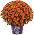 Chrysanthemum (Purple Skull Deco Pot), Orange Blooms, Live Fall Flowering Perennial, 15" Tall by 12" Wide in 3 Qt Pot by TheThreeCompany