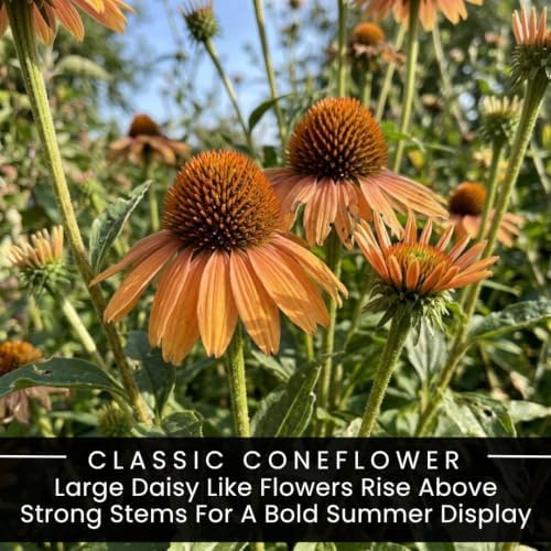 10 Orange Coneflower Live Plugs – Echinacea Summer Flowering Perennial - Image 2