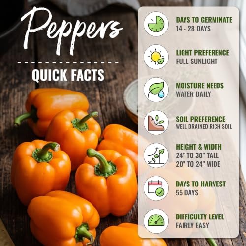 Seed Needs Orange King Bell Pepper Seeds to Plant Vegetables - 10 Packs - Image 4