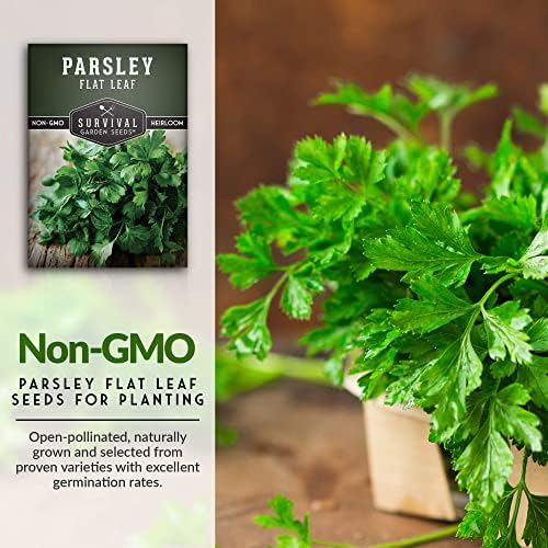 Italian Flat Leaf Parsley Seeds for Planting - 1 Pack - Image 3