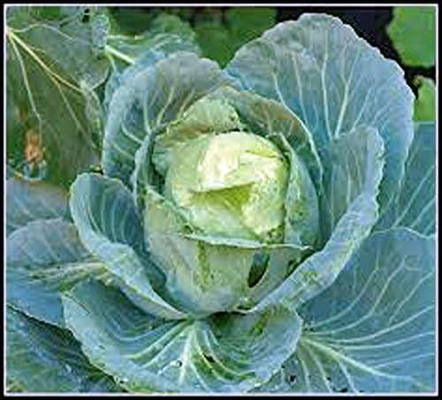 Cabbage Seed, Golden Acre, Heirloom, Non GMO, 25 Seeds, Tasty Healthy Veggie - Image 2