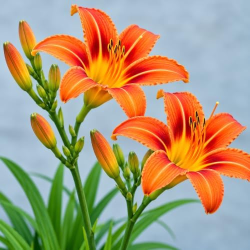 20 Orange Day Lily Bulbs/Roots - Tawny Tiger Daylily Rhizomes - Image 6