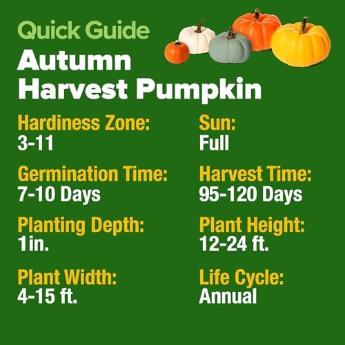 HOME GROWN Pumpkin Mix Seeds, 5 Variety, 40+ Seeds, Cucurbita pepo - Image 2