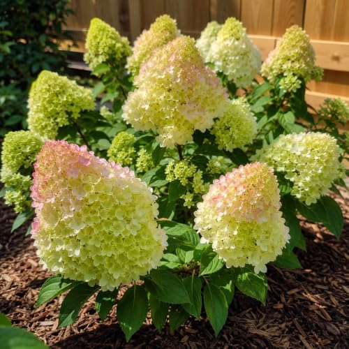 Green Hydrangea Live Plant, 6-12 Inch Tall by PlantsSeedsBulbs