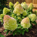 Green Hydrangea Live Plant, 6-12 Inch Tall by PlantsSeedsBulbs