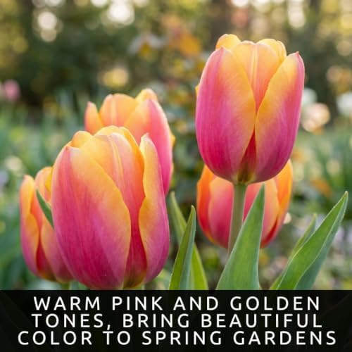 10 Pink Passion Tulip Bulbs | Pink Yellow Spring Flowers to Plant in Garden - Image 3