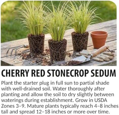 Cherry Red Stonecrop Sedum Live Plant Plugs, Hardy Succulent Ground Cover, Drought Tolerant Perennial, Easy Care Red Sedum for Rock Gardens, Borders & Landscaping (5 Starter Plugs) - Image 6